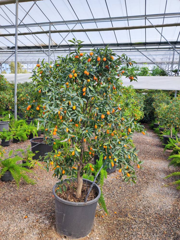 Kumquats