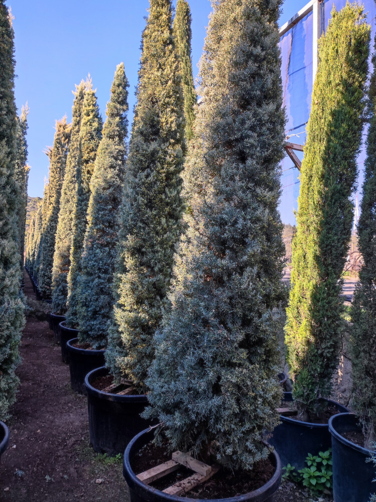 Arizonian Cyprus tree