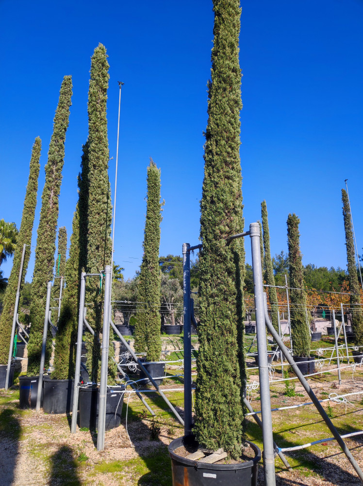 Cyprus tree