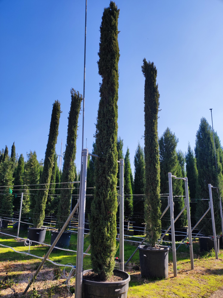 Cyprus tree