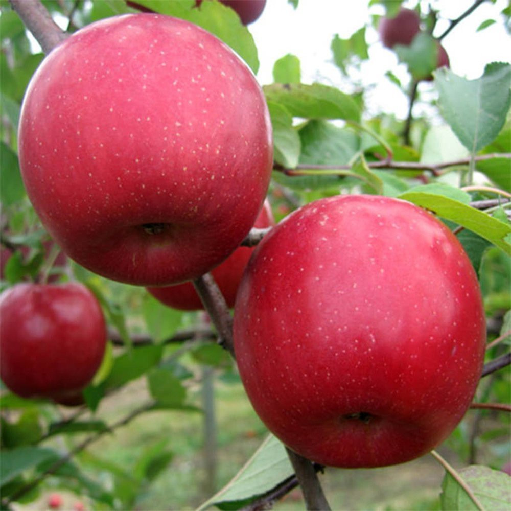 Red apple Fuji