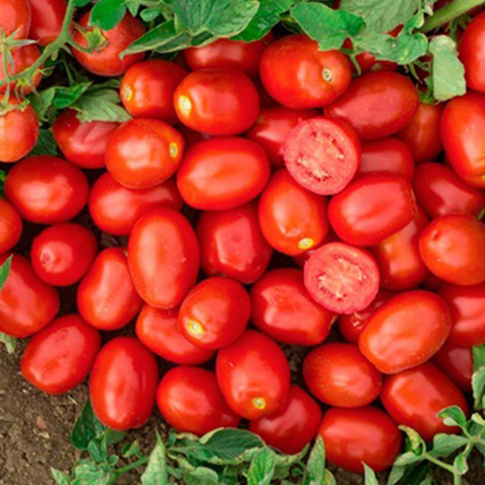 bursa tomatoes