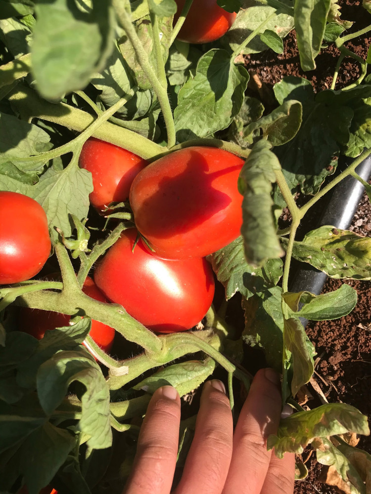 Grape tomatoes
