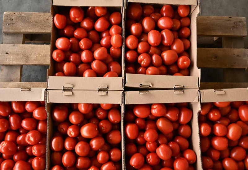 Italian tomatoes