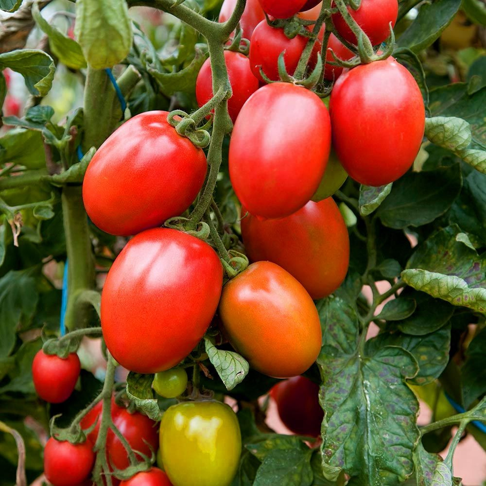Italian tomatoes