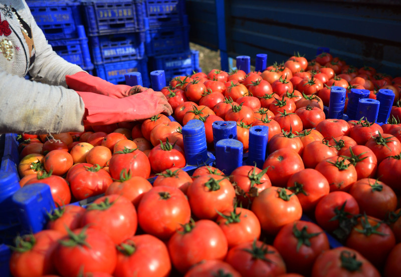 Asma tomatoes