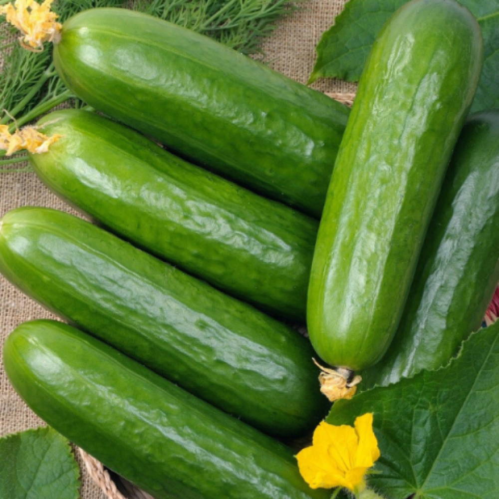 Standex cucumber