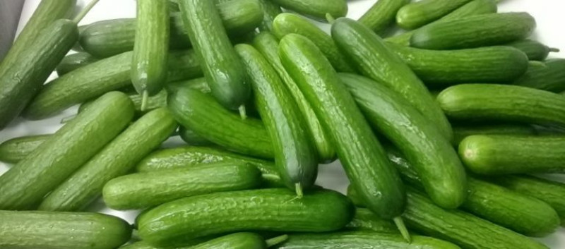 Standex cucumber