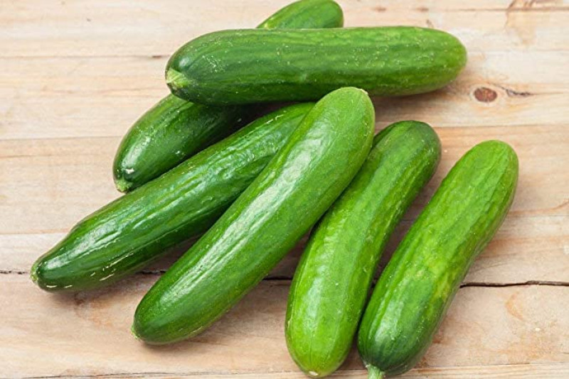 Orion cucumber