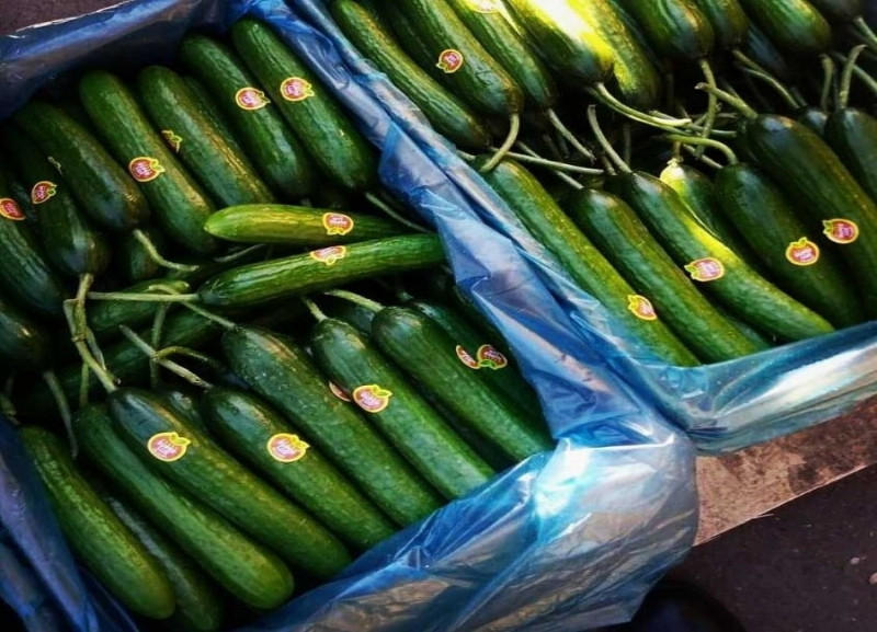 Melior cucumber
