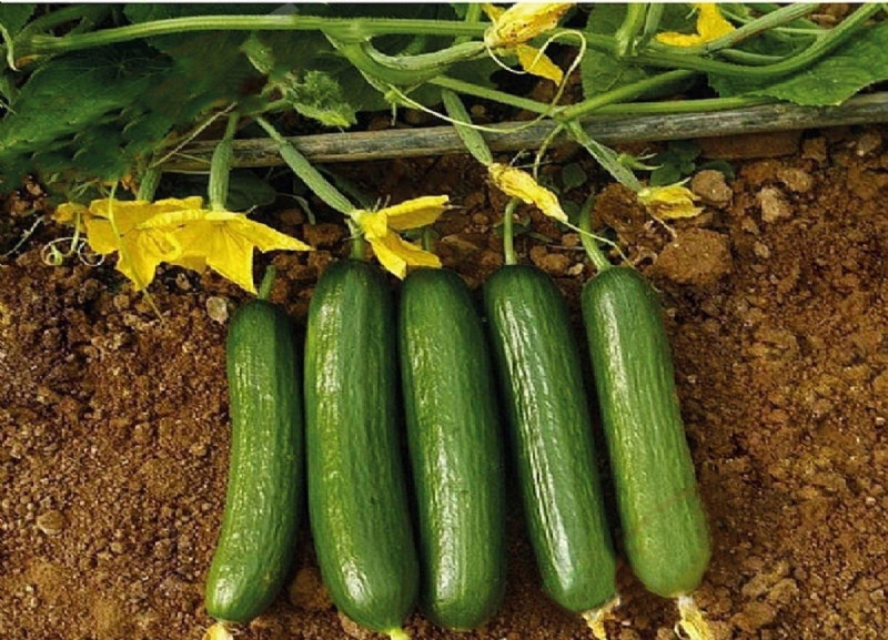 Melior cucumber