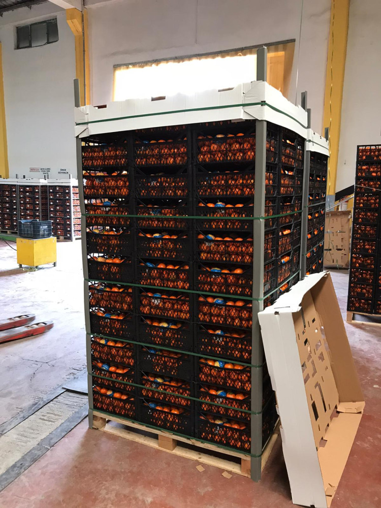 Washington Orange