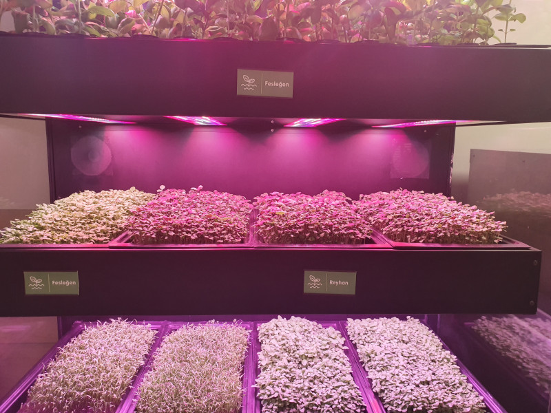 Soil-less Agriculture System