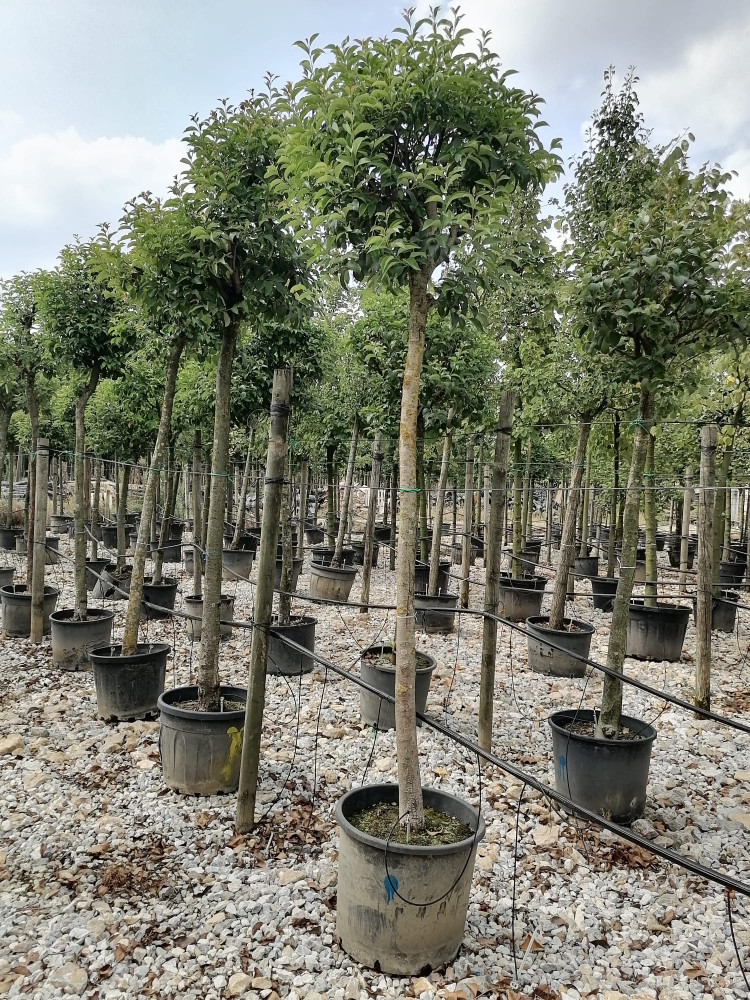 Japanese privet