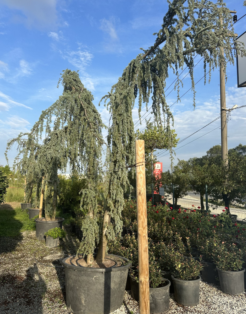 Atlantic cedar