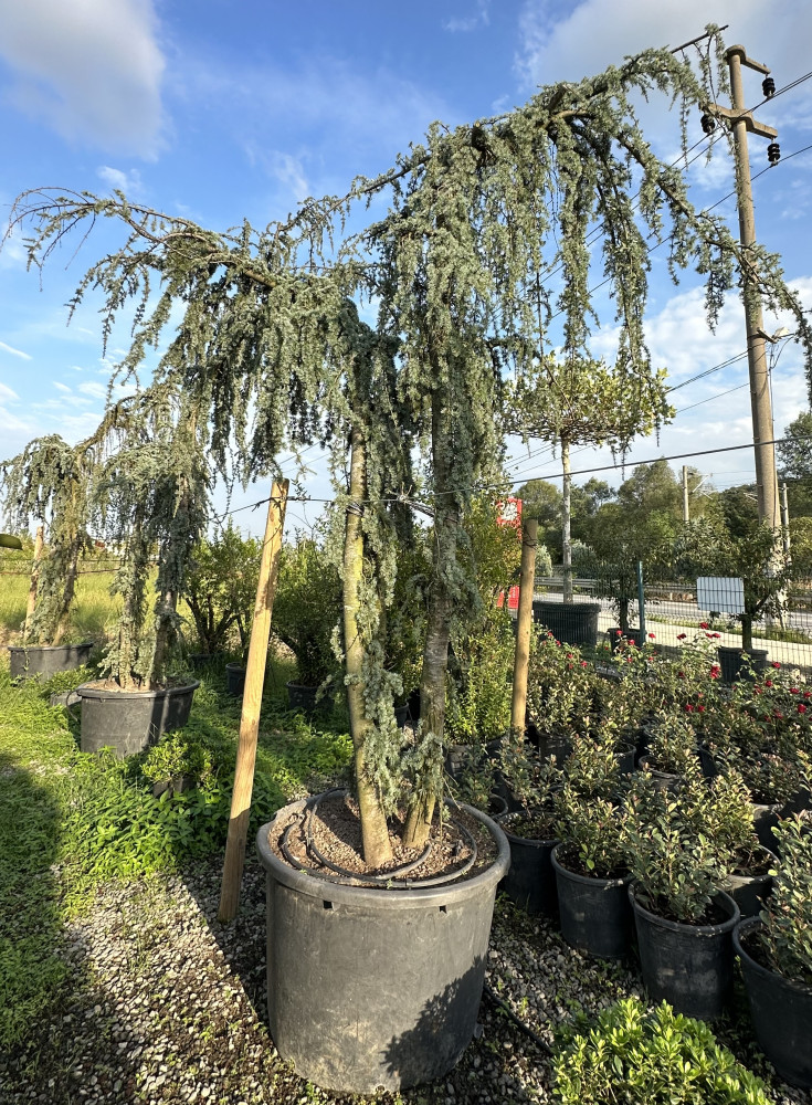 Atlantic cedar