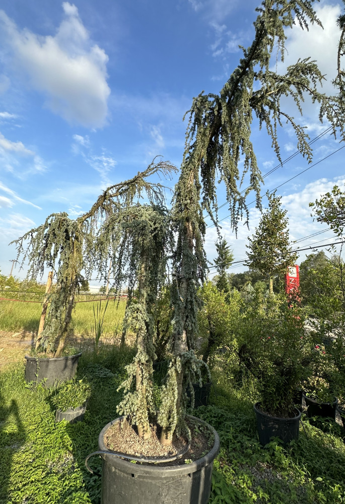 Atlantic cedar
