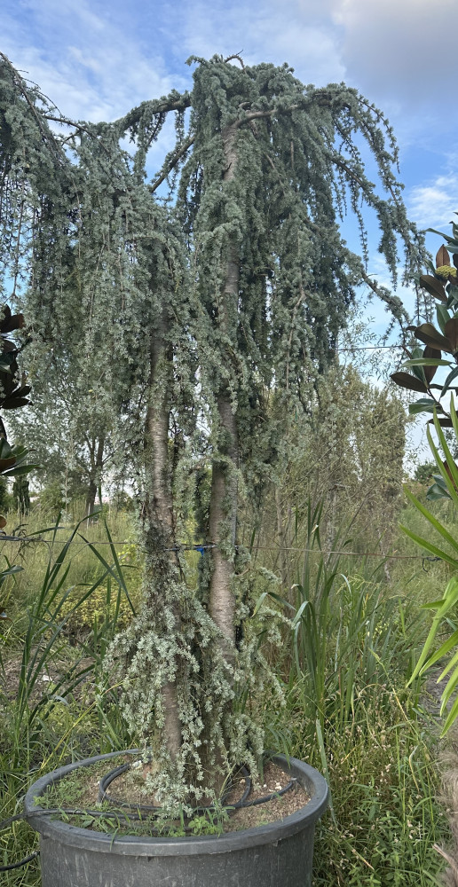 Atlantic cedar