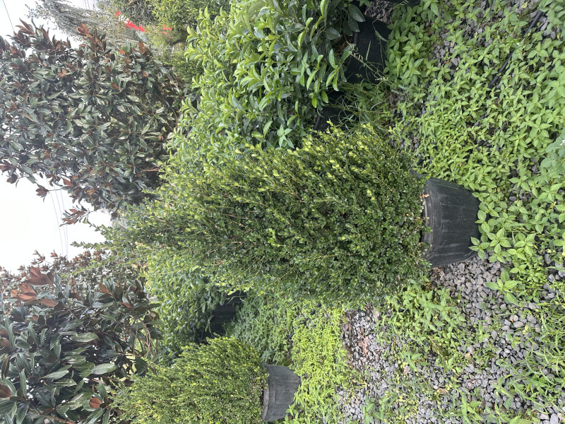 Buxus
