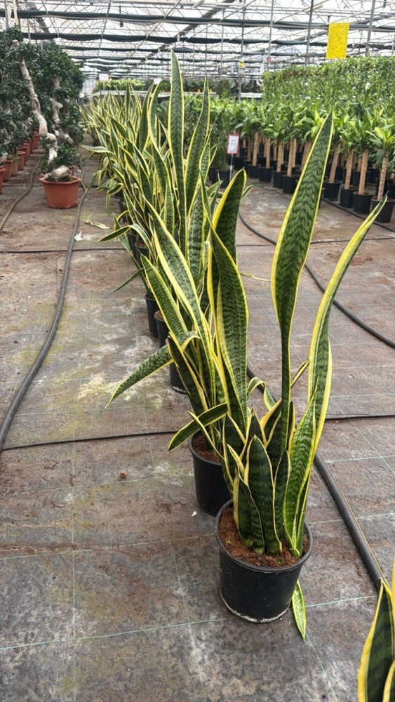 Sansevieria