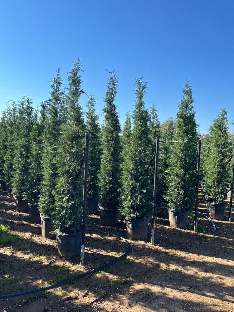Leylandcypress