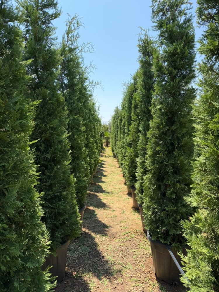 Leylandcypress