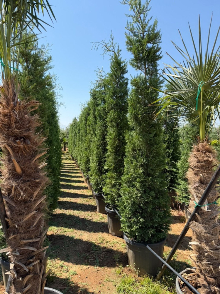 Leylandcypress