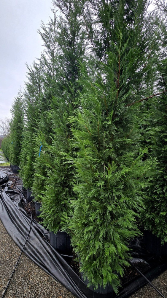 Leylandcypress