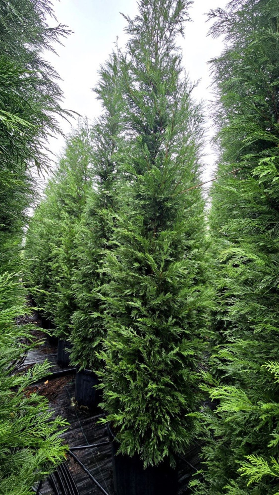 Leylandcypress