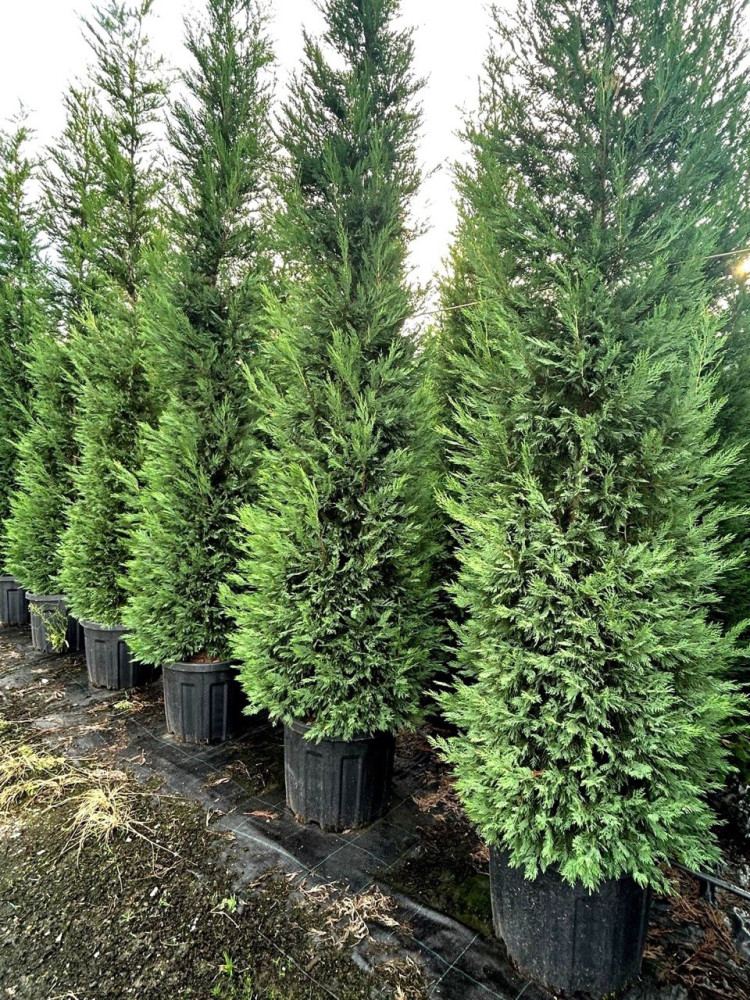 Leylandcypress