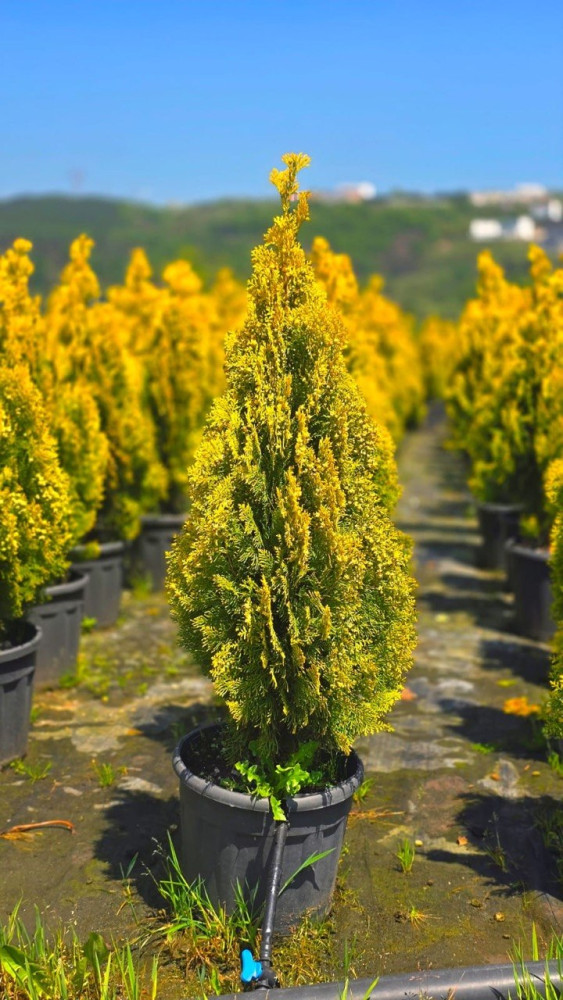Thuja