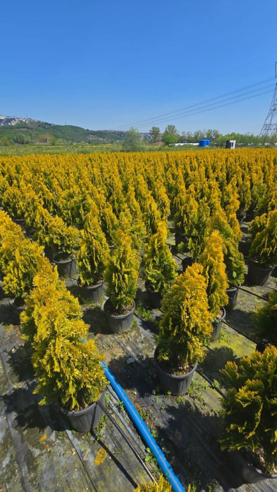 Thuja
