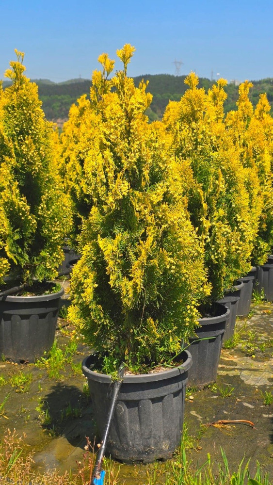 Thuja